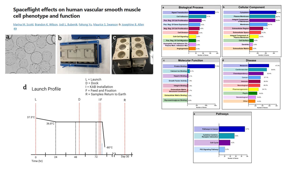 Adaptive transcriptomics of human Aortic #SmoothMuscleCell to spaceflight 3 d

Bioscience-3 flight hardware set
STaARSd incubator
SpaceX CRS-17

vs ground control

⏫PTEN; PPARα/RXRα

⏬inflammation; ATM DDR; Hypertrophy; Senescence

Weakened contractile, synthetic & osteogenic