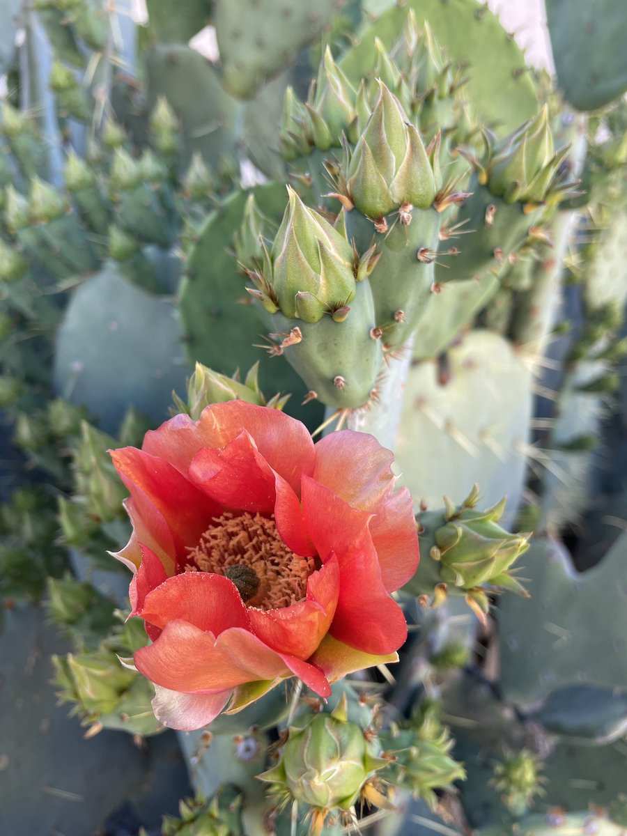 (*Opuntia spp. enters the chat*)