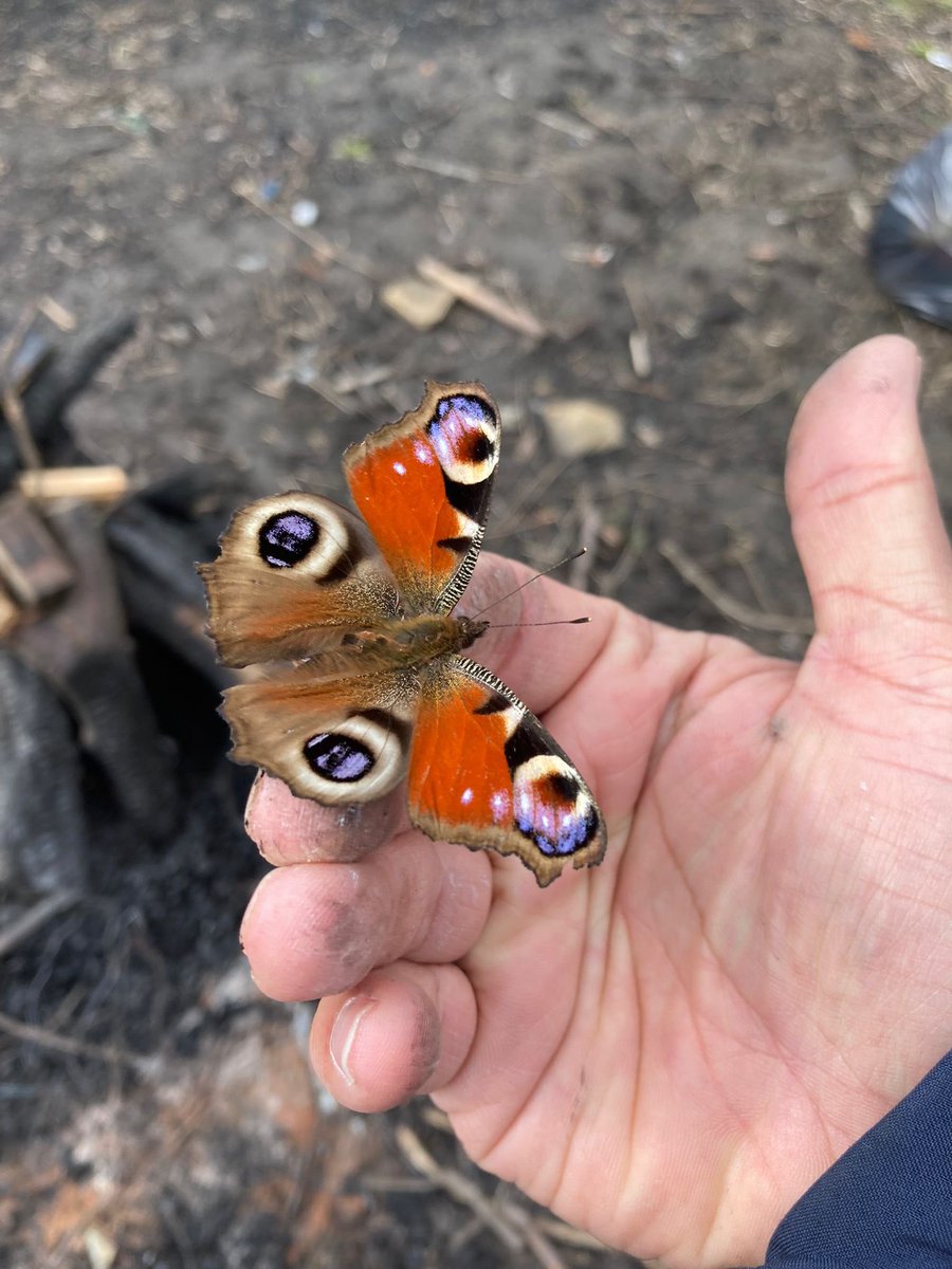 Today at Wildlife we cut down a tree for our shelter, made a fire and cooked chicken wraps 🔥, talked about how we are responsible for our reactions and the power of apologising and found this beautiful butterfly 🦋 @BFootAllerton @HoppsLauren @_primary_head