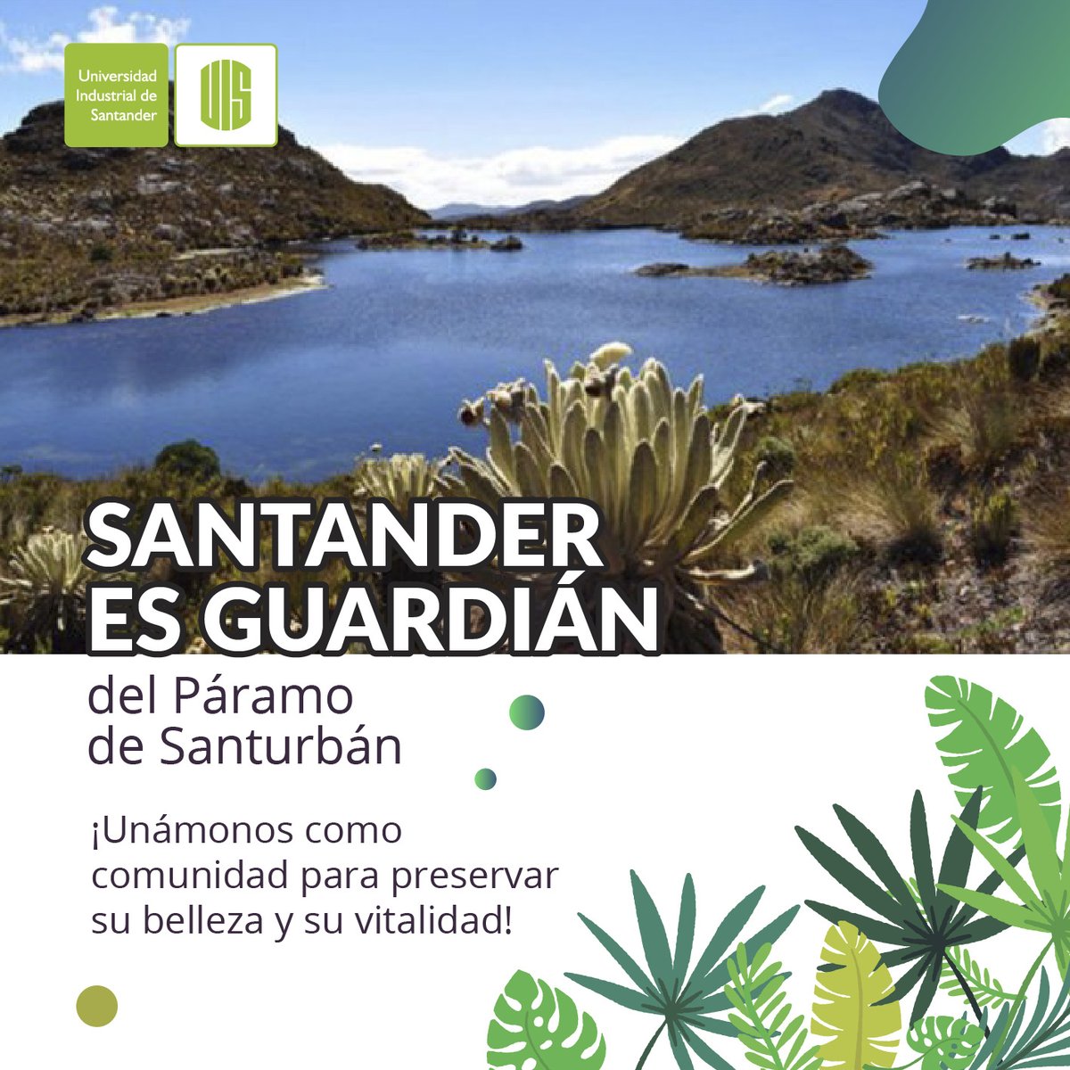 En las alturas de Santurbán, el agua brota como un tesoro invaluable. Cuidar este santuario es preservar la fuente de vida de Colombia. 💚