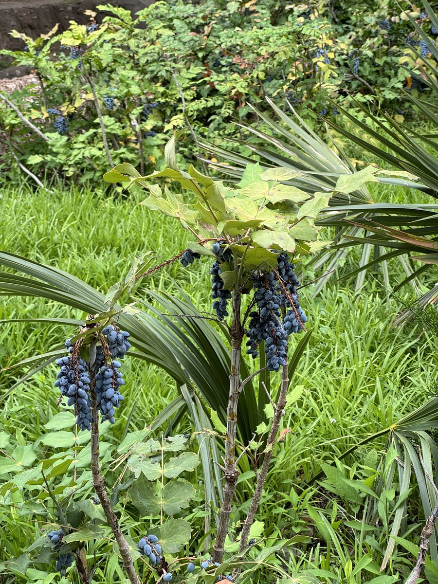 🐘 had a fun day at the zoo #fortworthzoo 

what kind of berries/grape/plant are in the last photo - anyone know ? apple info didn’t know #plantquestion #plants