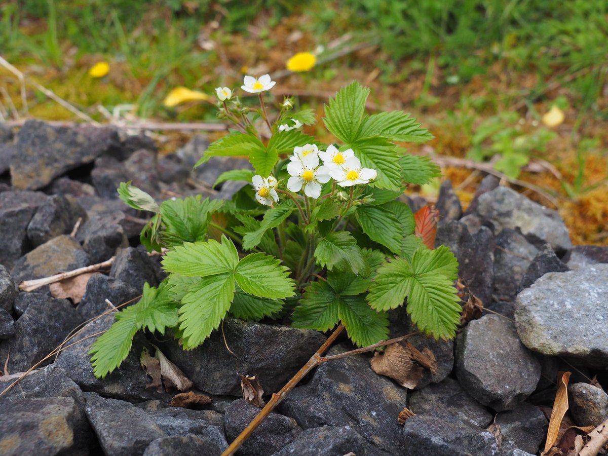 A perfectly positioned Wild Strawberry on the stony bed of a disused rail track.  Waterford Greenway Co. Waterford.