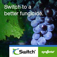Botrytis fruit rot means bad news for blueberries. Switch® fungicide PROVIDES 2 MODES OF ACTION to deliver excellent, long-lasting protection. Learn even more: bit.ly/3PLljFm