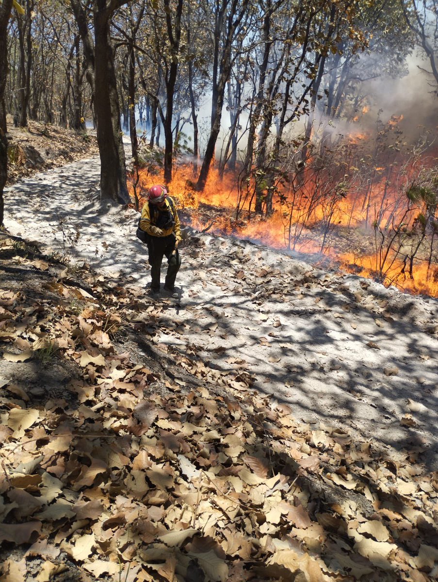 #AlMomento Se atiende #IncendioForestal activo en el paraje Brisas de la Primavera, #Zapopan. A las 13:06 horas entran en combate 31 bomberas y bomberos forestales de @SemadetJal, @BosquePrimavera y @UMPCyBZ.