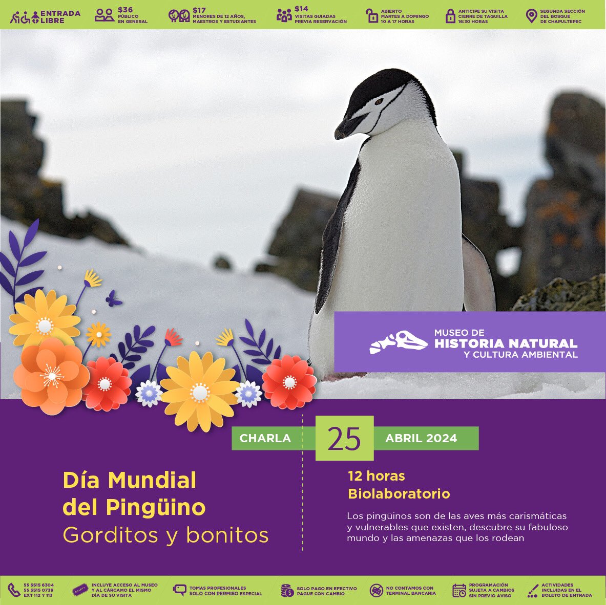 <a href="/mafcultura/">Museo Archivo de la Fotografía</a> <a href="/MUSEOMODO/">MuseoObjetodelObjeto</a> <a href="/La_Rodadora/">La Rodadora</a> <a href="/PapagayoTabasco/">Museo Papagayo</a> <a href="/TrompoMuseo/">El Trompo MIT ®</a> <a href="/UniversumMuseo/">Universum Museo</a> #HablandoDeMuseos Ven a disfrutar de la charla “Gorditos y Bonitos” en el marco del Día Mundial del Pingüino, la cita es el próximo jueves 25 de abril a las 11 h. en el Biolaboratorio 🐧🐧🐧