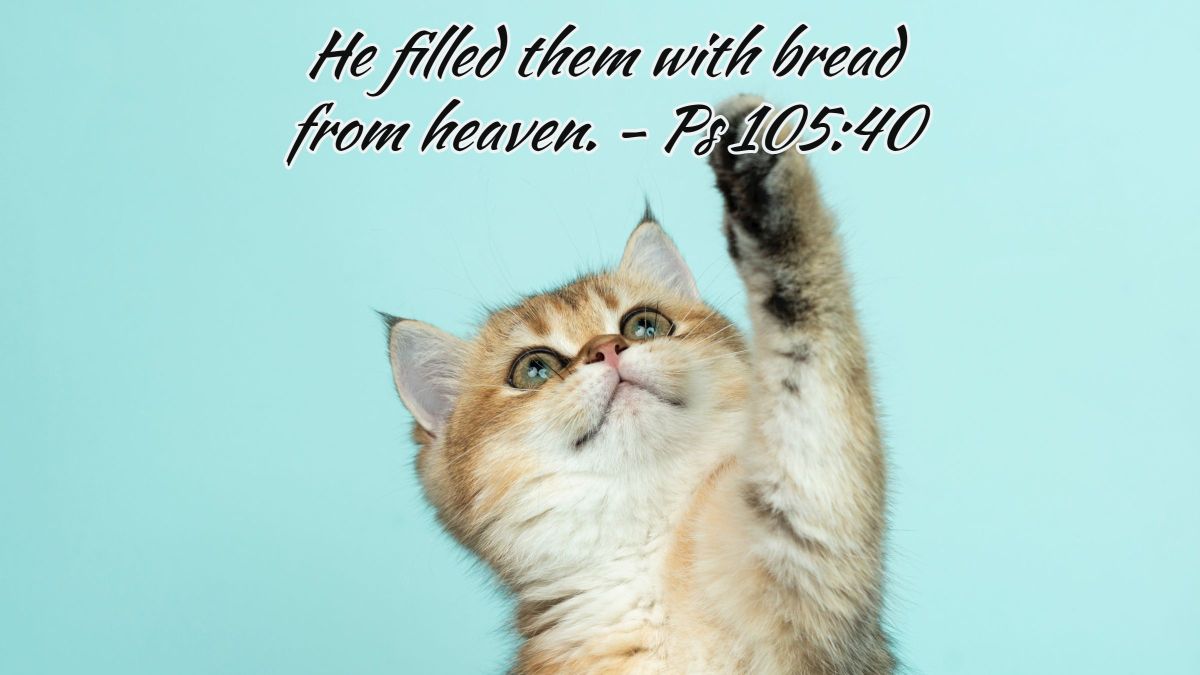 #cat #kitten #dailyinspiration #Catholic #Christian #memoryverse #Faith #Truth #Scriptures #quote #catmemes #catphoto #catvibes #catlovers #cutecat #viralphoto #trending