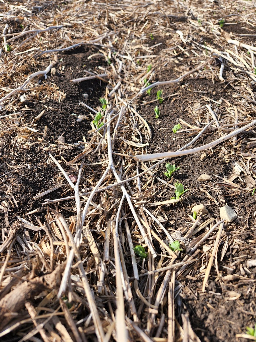 When field emergence is not what you expected we can help! Our team can consult with you. Understanding what's happening now can help you plan for the health of your crop as the season progresses. #PlantHealth #NeverStopGrowing #2020SeedLabs #Plant24