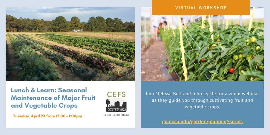 🍅 Ready to boost your gardening skills? Join us for a Lunch and Learn webinar on April 23rd, 12 p.m. - 1 p.m. Melissa Bell and John Lyttle will cover seasonal maintenance of fruit and vegetable crops. Register today: go.ncsu.edu/garden-plannin… 🌿
