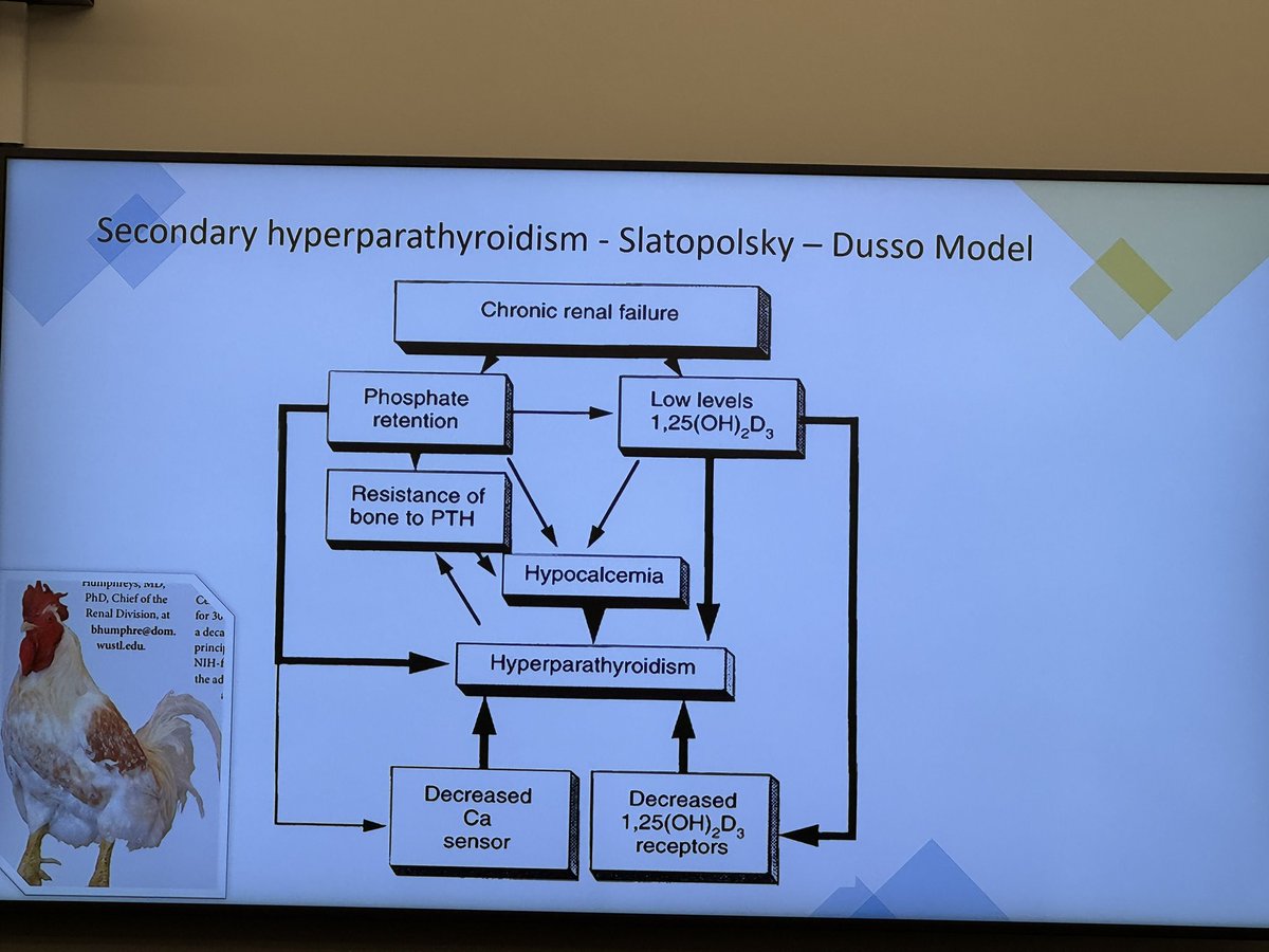 Dr Joy @JoyMariyam lecturing us @MCW_Nephrology on Macho the Rooster and PTH via @HumphreysLab 🐓