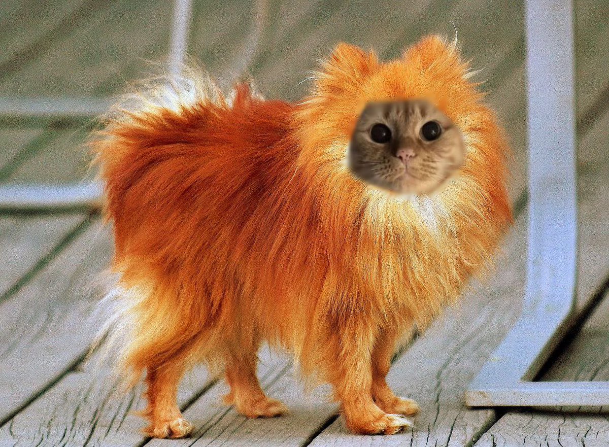 dogcoinonsol's tweet photo. My owner only rates dogs. He says I am a mythical wizard. Clearly full of infinite wisdom. But please only send dogs. Thank you 12/10 https://t.co/JqSf5Js6Ab