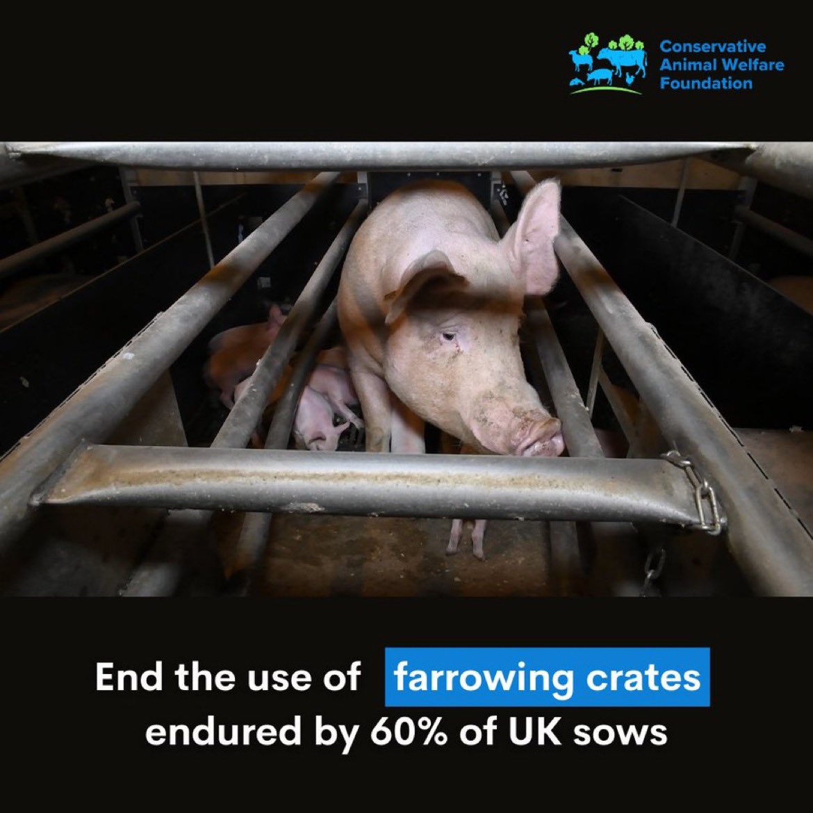 A typical sow spends almost a quarter of her breeding life in a tiny crate - so small she cannot even turn around or interact with her piglets. These are used for 60% of UK herds (around 200,000 sows). We call for an end to pig farrowing crates #CrateEscape…