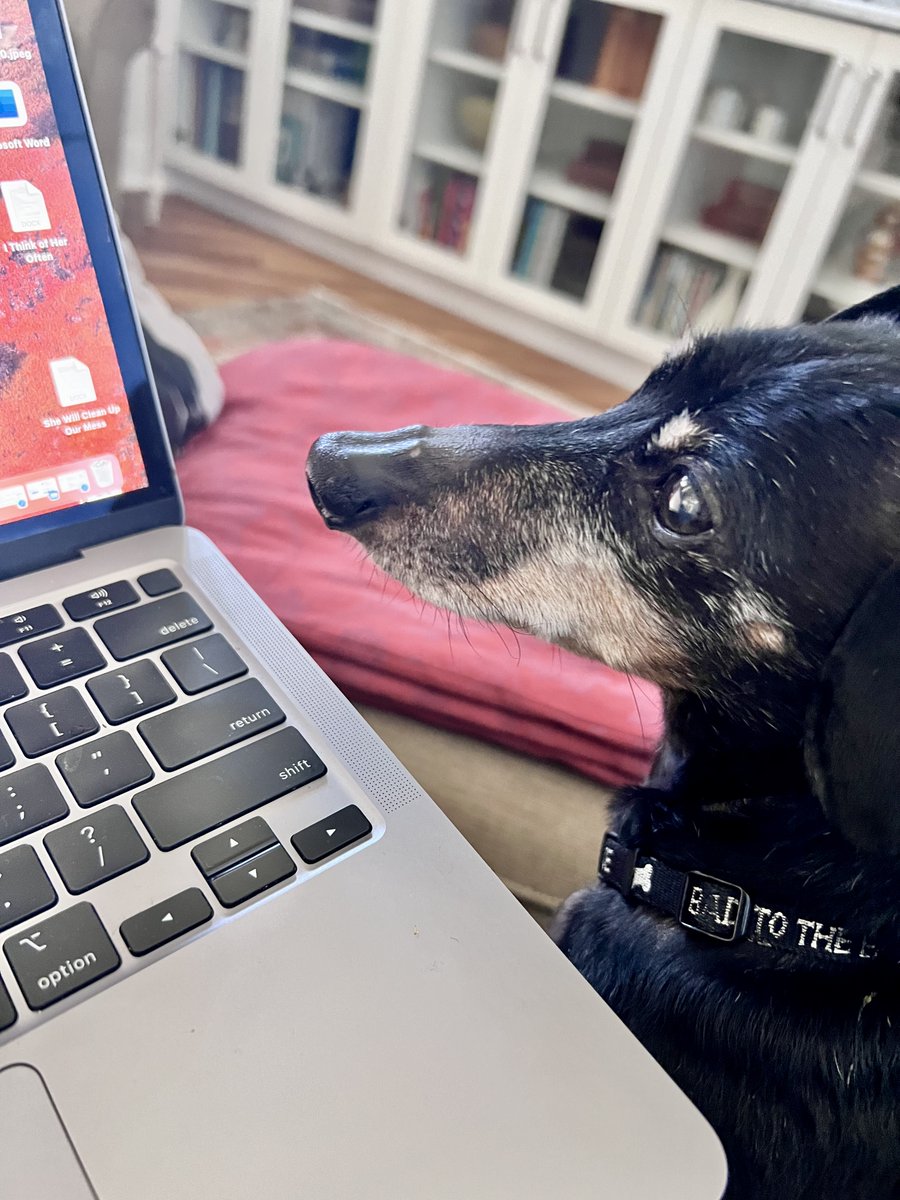 Fscottw2write's tweet photo. Enzo is a committed writing companion.
#adventuresinpetsitting #WritingCommunity #writing #dogs #pets https://t.co/NOuq39FiU9