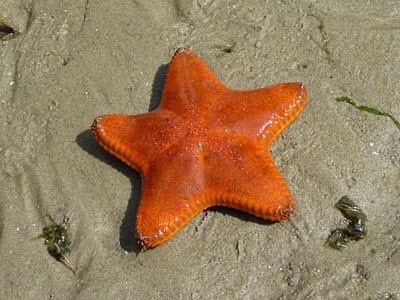 anyways here’s a starfish that’s literally the starfish ever tbh