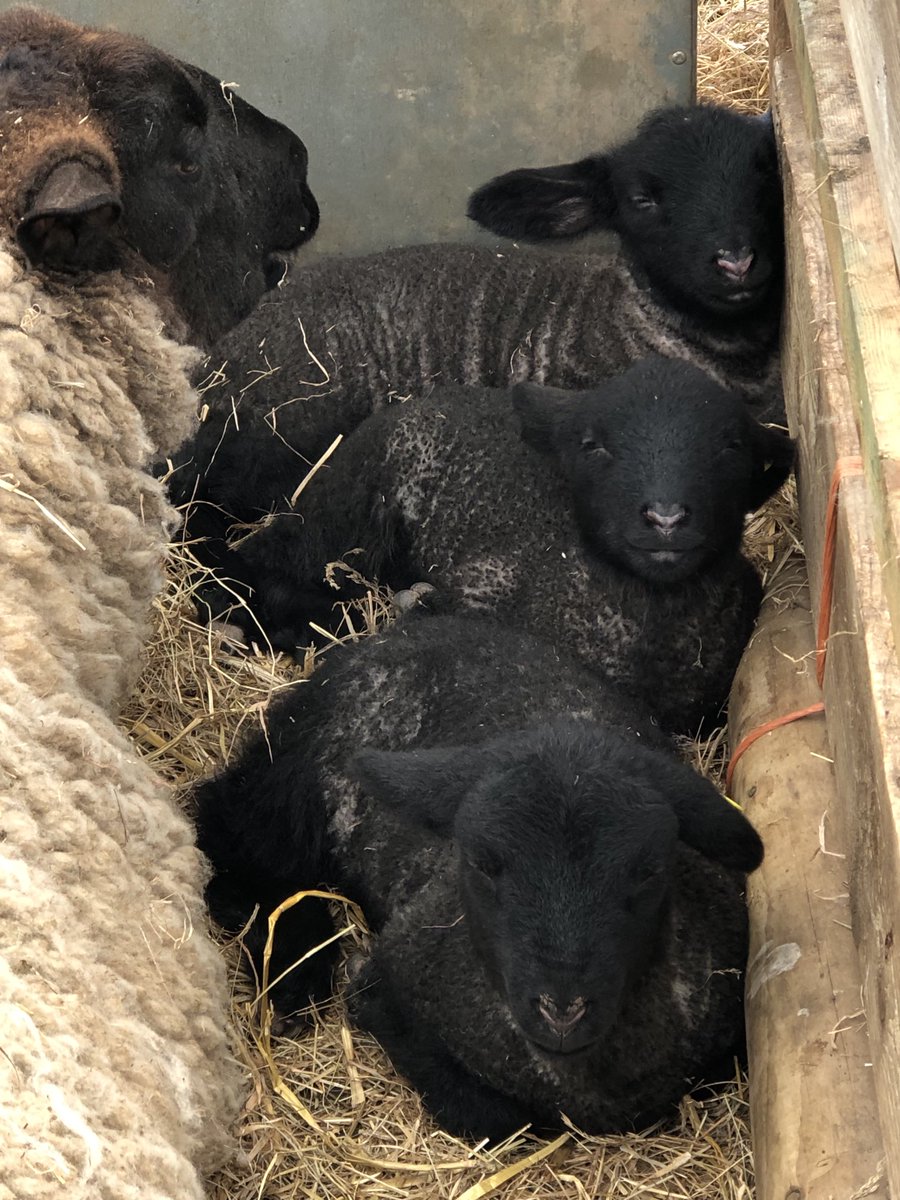 Triplets decided to come in from the winds and find a quiet corner so mum came and joined them!! #jonestherose #lambing #triplets #springtime