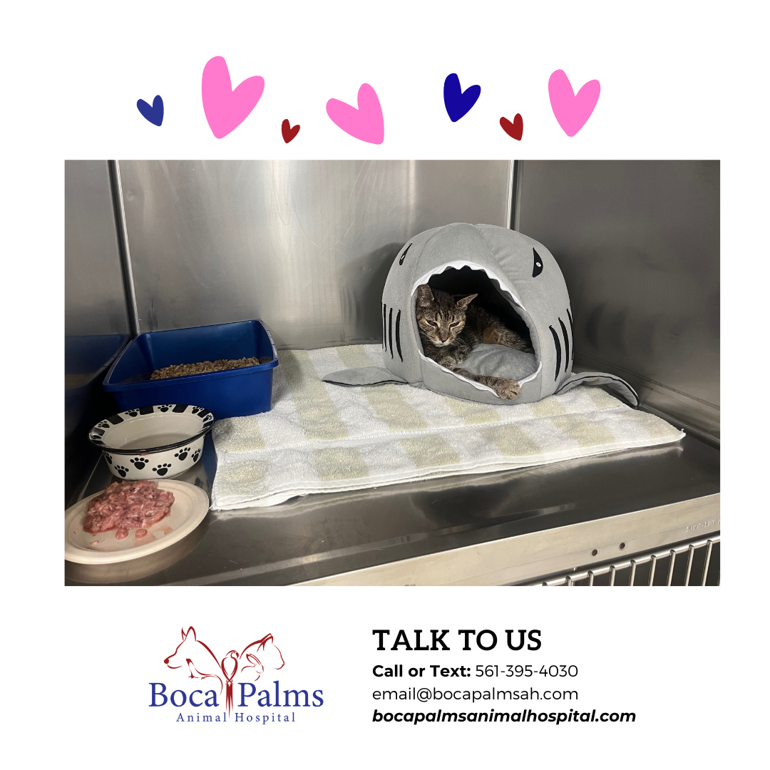 Is your furry friend considered a senior? Our team at Boca Palms Animal Hospital is dedicated to providing the best care for your aging pet. From specialized senior pet services to medical boarding, we've got your pet covered. 🐾❤️ #SeniorPetCare #VeterinaryServices #MedicalBo...