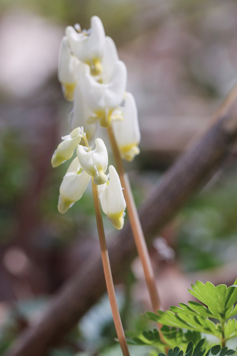 Take a look at the freshest addition to our #springwildflower collection at the preserves! 🌼 Dutchman’s breeches (Dicentra cucullaria) feature green leaves at their base and resemble inverted white / pink pants, hence their name Dutchman’s breeches. 📷: Jerry Attere #Spring