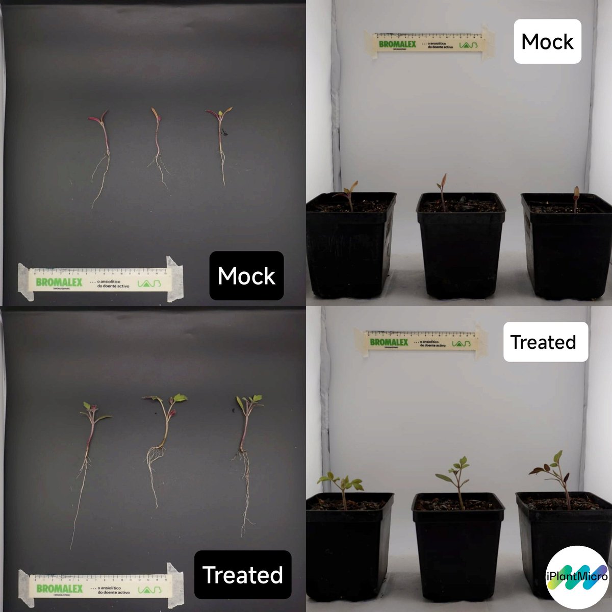 Some salt-hypertolerant strains of our collection are showing to be great to enhance tomato salt resistance 🍅 🧂 @itqbnova @greenit_bio4sus @FCTNOVA