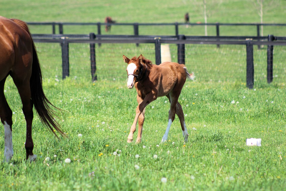 He's already been a bit of a social media star, and looking at these photos of our Munnings (@coolmoreamerica) colt o/o Street Show enjoying the sunshine @DenaliStud, you can see why! 💕