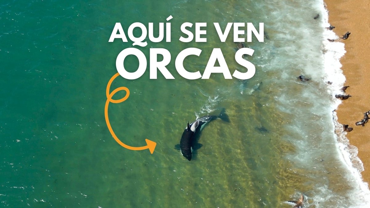 Punta Norte: EL MEJOR sitio del MUNDO para ver ORCAS cazando 🇦🇷 youtube.com/watch?v=7_SRgG… Gracias <a href="/maxijonas/">maxi jonas</a> por tu magia! <a href="/MinTuryAP/">Ministerio de Turismo y Áreas Protegidas Chubut</a>