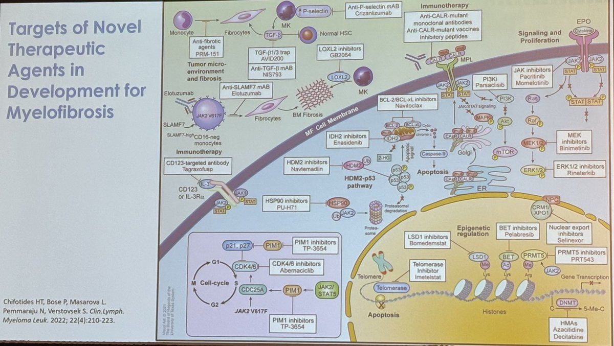 When the #ManOfTheDay #Co-Chair of MPN-MDS US focus meeting  @_MDEducation hits the stage !! The one and only @bose_prithviraj can publish and decipher this figure 😊 #MPNsm awesome session, #novel agents made easy #Myelofibrosis