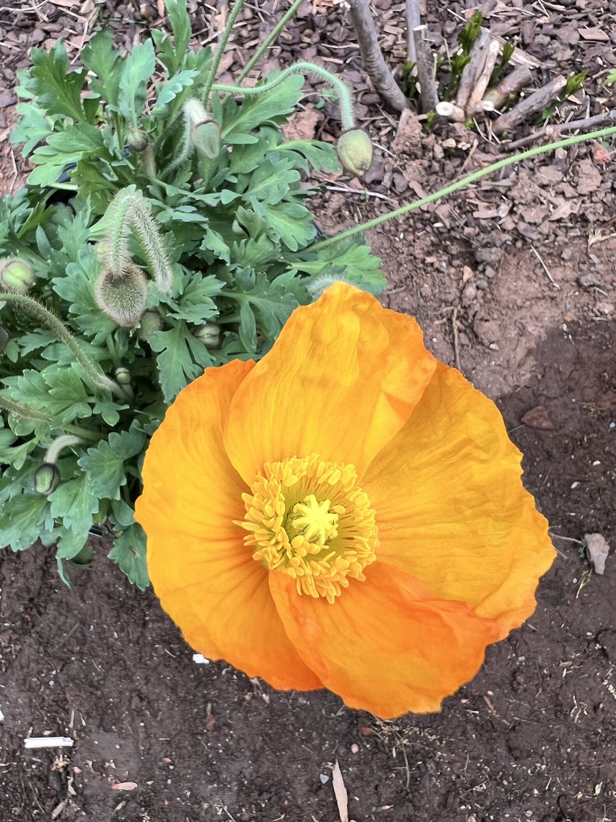 In the garden today. No filters needed. Just columbine and poppy gorgeousness.