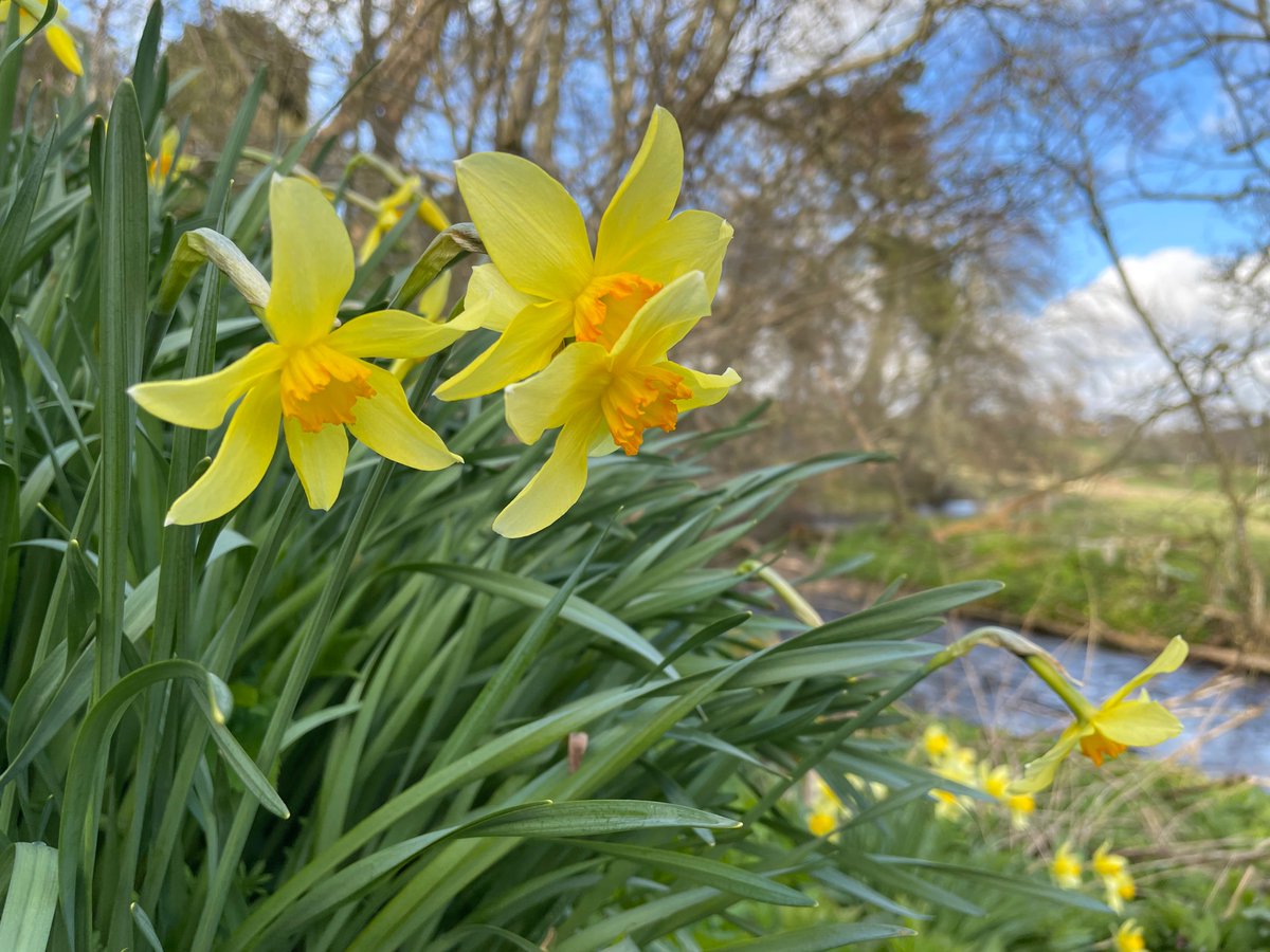 Still, only the boldest of buds dare to unfurl. Bluebells are mere shoots and the ramsons are yet to flower…Frozen, wind battered by hail and ever changing moods of sleet and rain, I do have to admire the daffs resilience. Aberdeenshire.