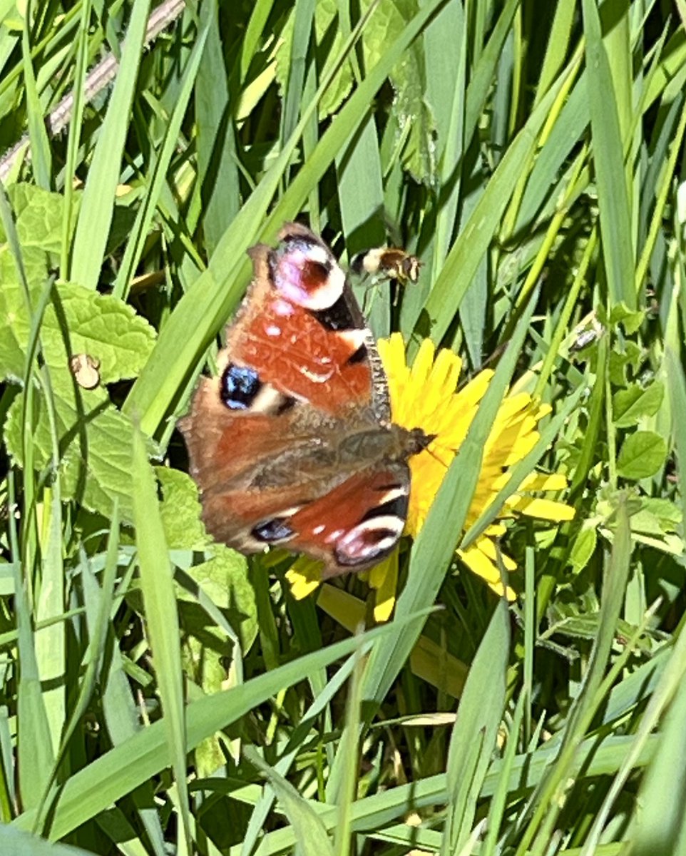 Lunchtime butterflies spotted in Southam. Small White & Peacock. Cold and windy but when the sun popped out it felt like Spring. @BCWarwickshire #butterflies