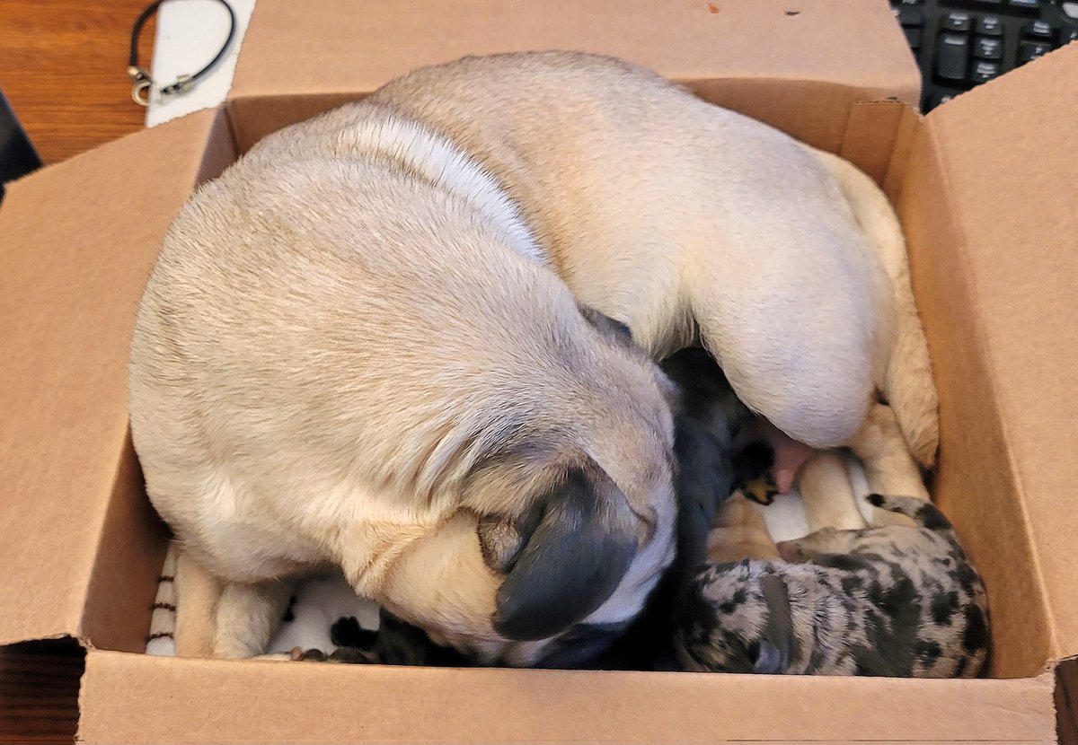 As I am trying to take pictures of just the boys, Reggie jumps on my leg and straight into the box of puppies. She heard them crying!
#pug #pugs #pugpartyplusone #puppies