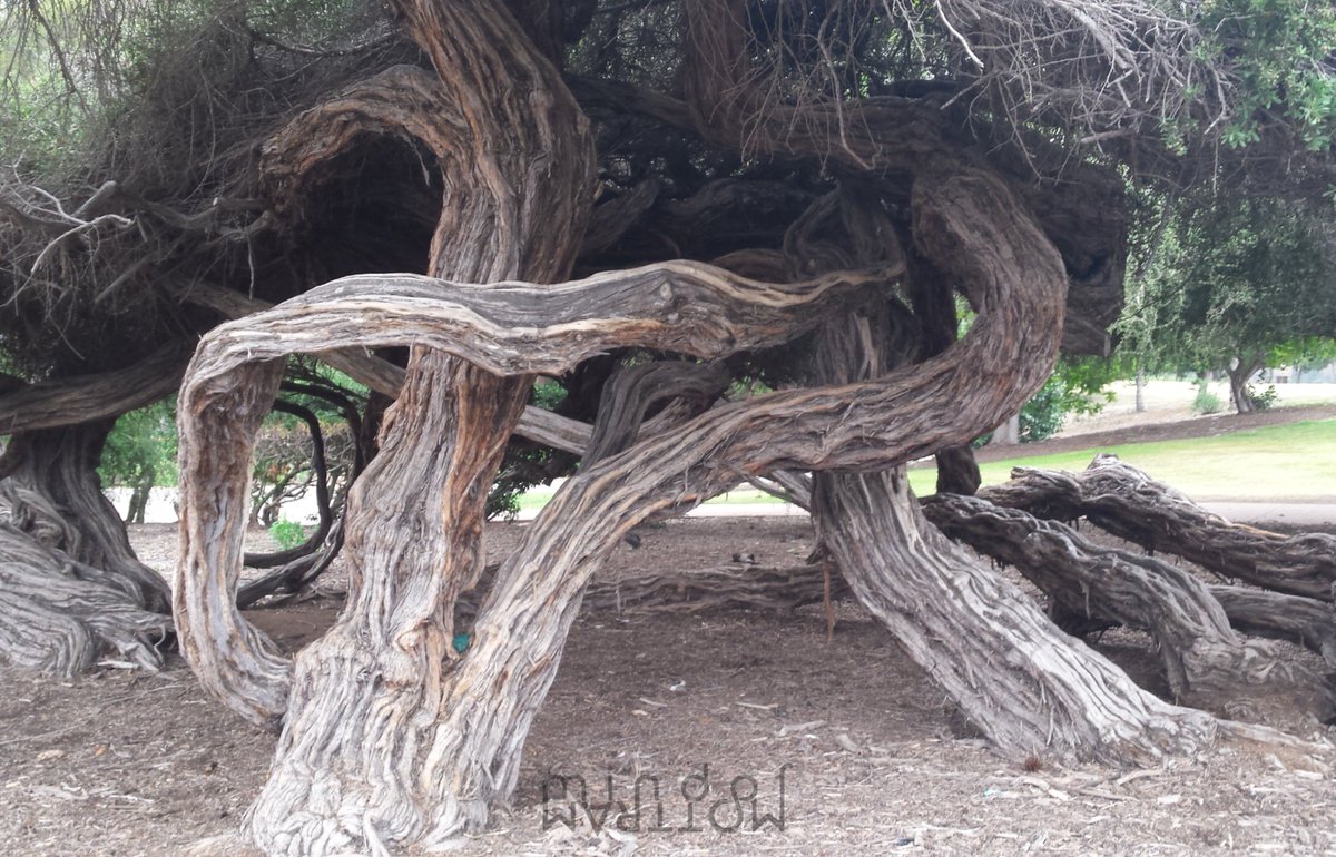 MindofMottram's tweet photo. I do love gnarly trees..
#SoCalX #photography #treesofX #trees #FridayVibes https://t.co/OP98Y8MCdI