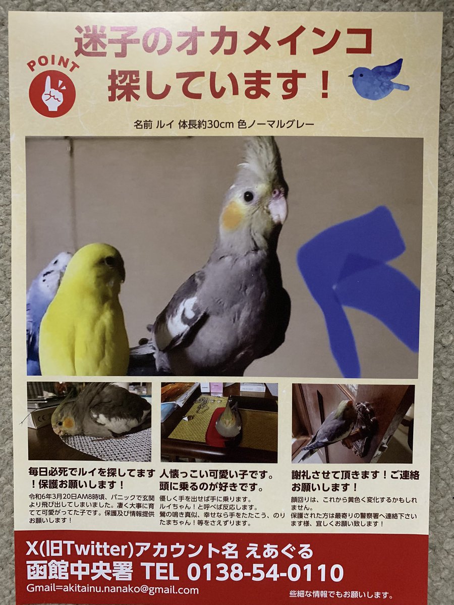 xEs3ZvpUXxtneXa's tweet photo. 拡散リポ希望🙇‍♀️
今日で、何1つ情報も無いまま１ヶ月経ちました😭色々協力頂いてますが、重ねてお願いします🙏💦
警察への連絡気乗りしない😒等有ると思い。この度、電話番号1つ作りました‼️☎☏08096119053✨️ｼｮｰﾄﾒｰﾙOK‼️謝礼致しますので、保護主様何卒ご連絡お願いします🙇‍♀️⚠️ #迷子鳥 #保護 https://t.co/dN5kRVlKuz
