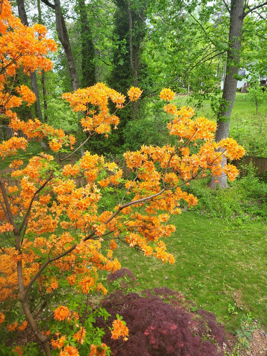 My native azalea tree is blooming so beautifully!