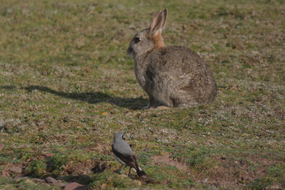 There are a great many rabbits @SkokholmIsland which is good news for its Wheatears. Rabbits keep the vegetation short which is exactly what wheatears need for feeding. Old or collapsed burrows also make ideal nesting sites and are the preferred nest locations on the island.