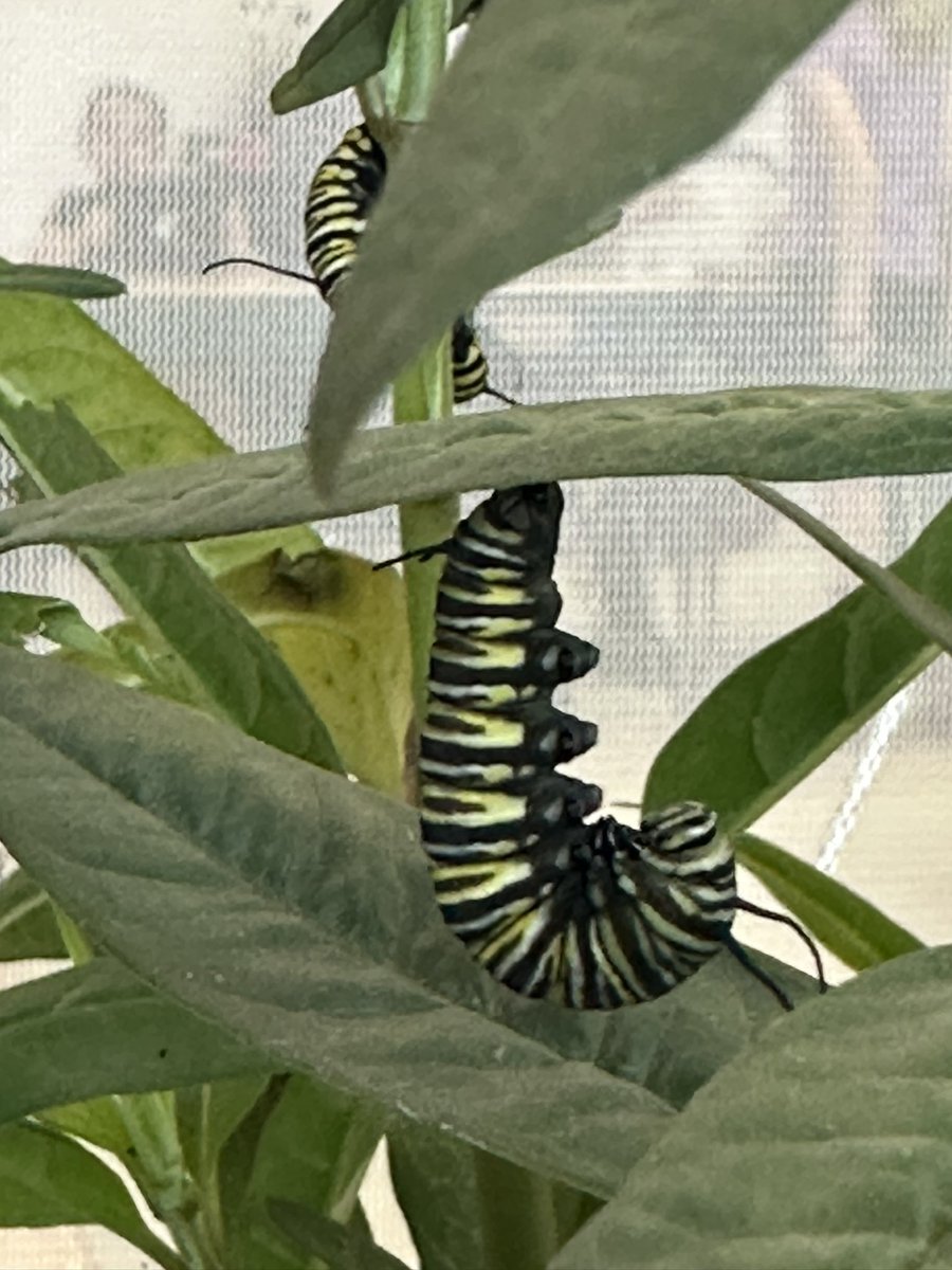 blueegg3r's tweet photo. It’s that time of year again where my class is creeping with caterpillars!!! #vcsscientist @CitrusGrove_VCS @volusiaschools https://t.co/WpiKh6onJU