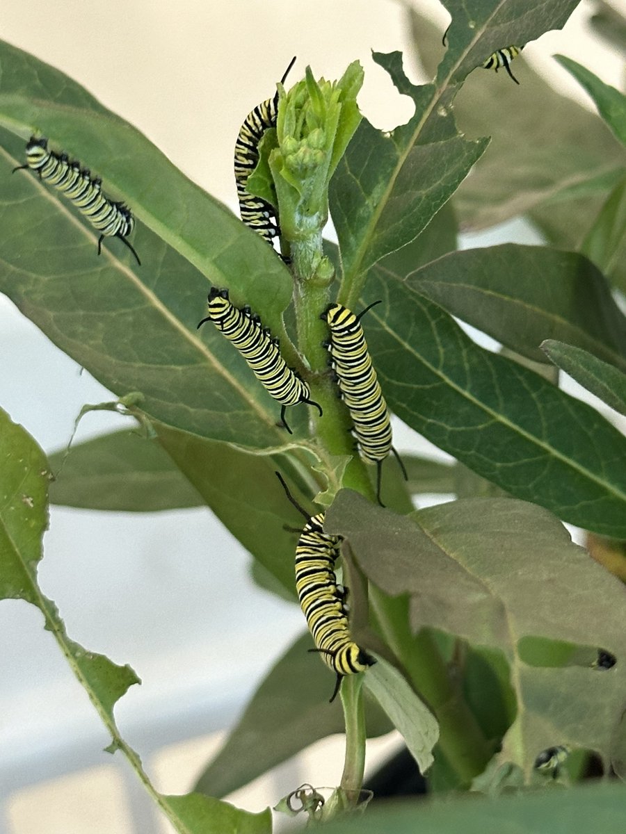 blueegg3r's tweet photo. It’s that time of year again where my class is creeping with caterpillars!!! #vcsscientist @CitrusGrove_VCS @volusiaschools https://t.co/WpiKh6onJU