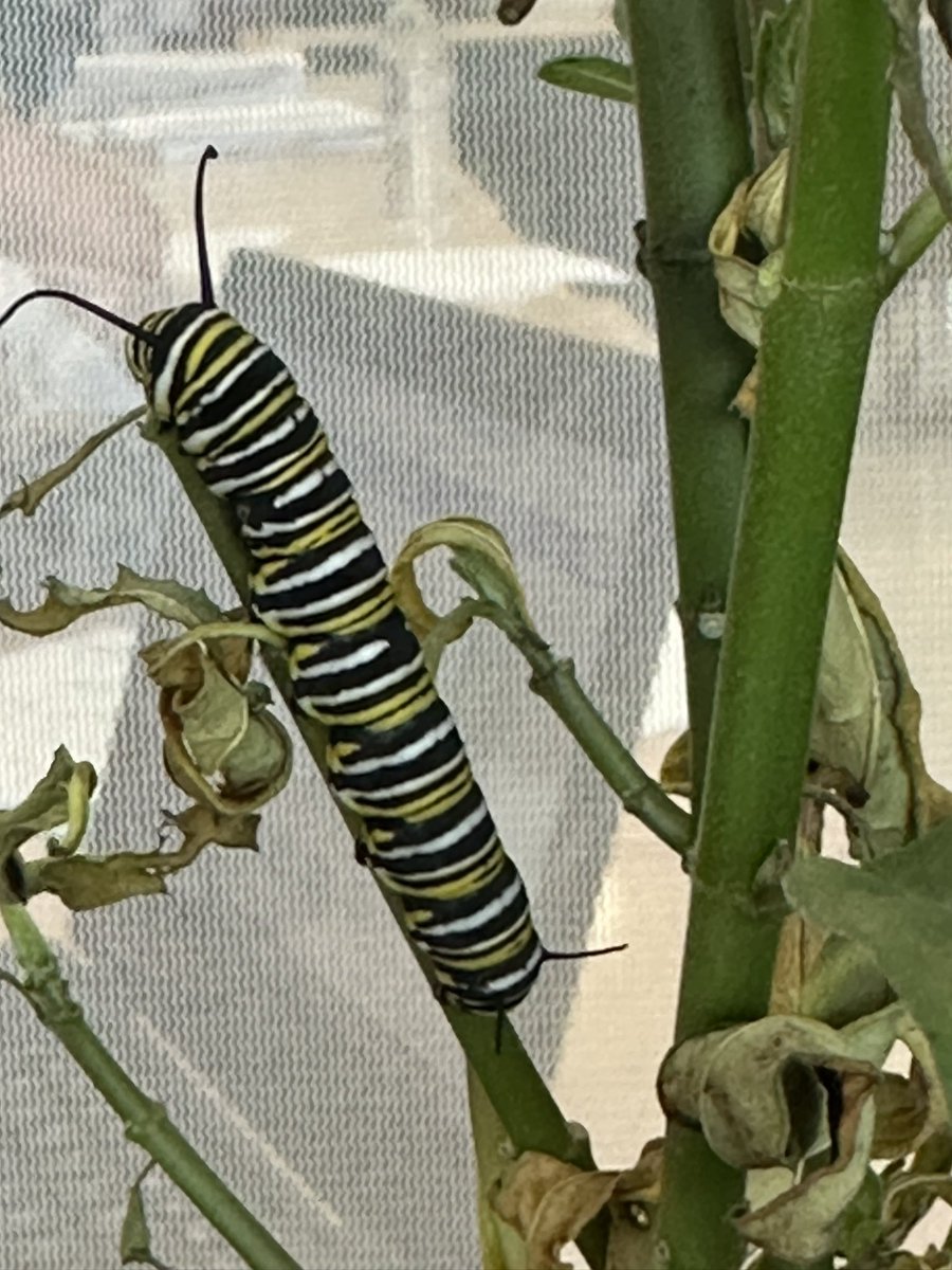 blueegg3r's tweet photo. It’s that time of year again where my class is creeping with caterpillars!!! #vcsscientist @CitrusGrove_VCS @volusiaschools https://t.co/WpiKh6onJU