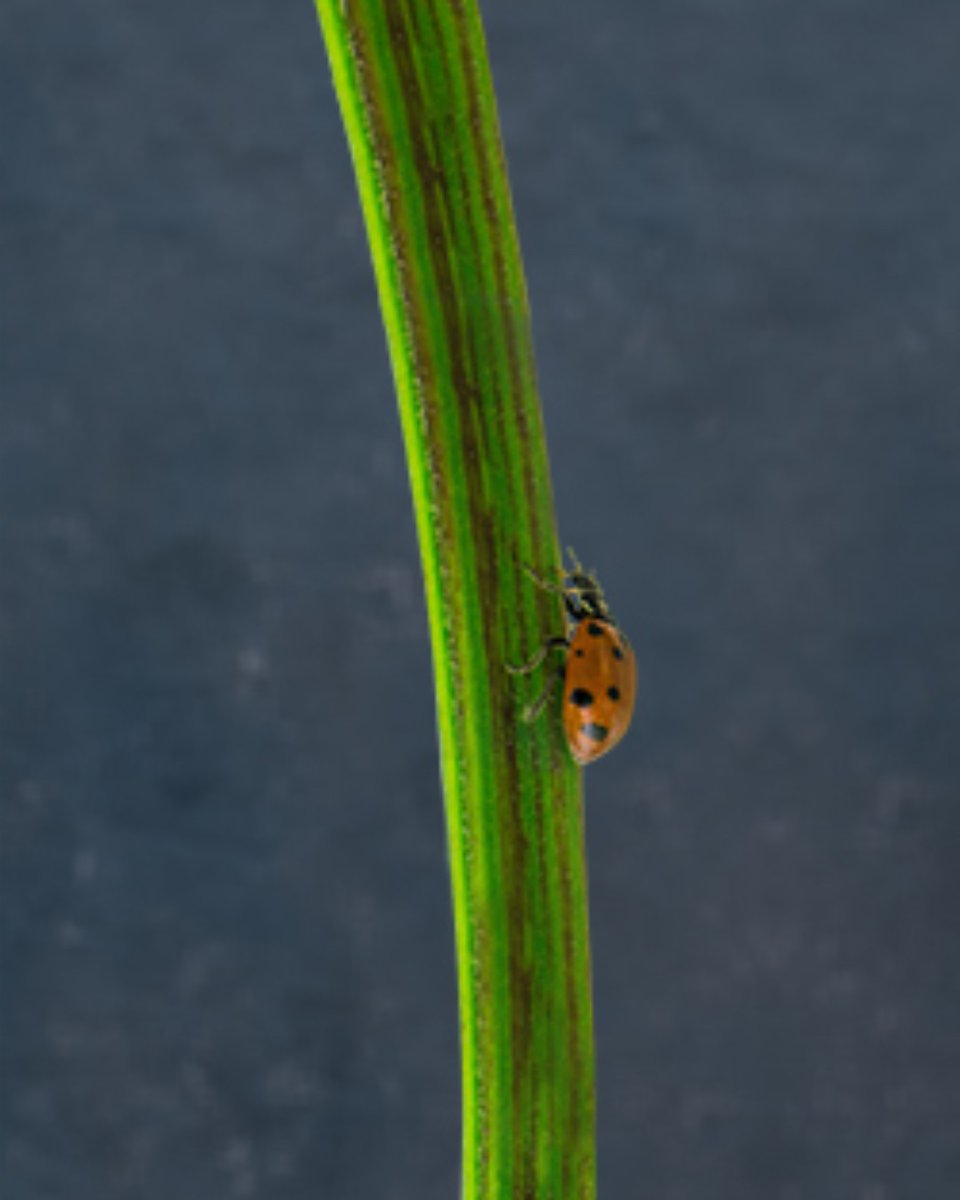 Ontario greenhouse vegetables are cultivated with an emphasis on sustainability. One of these sustainable practices is introducing beneficial insects into greenhouses. By utilizing natural predators such as ladybugs, OGVG minimizes the need for pesticides. 📸 @Nature_Fresh