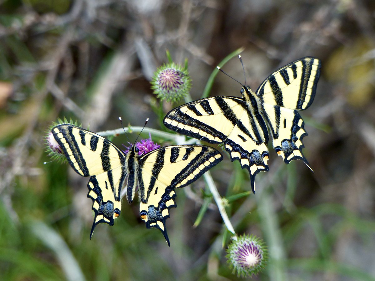 The Corfu Butterfly Survey (CBS) is in its 4th year. This enables us to see that the first sighting of the Southern Swallowtail (Papilio alexanor) were 2 weeks earlier this year than in any of the proceeding 3 years. To find out more about the CBS see: corfubutterflyconservation.org