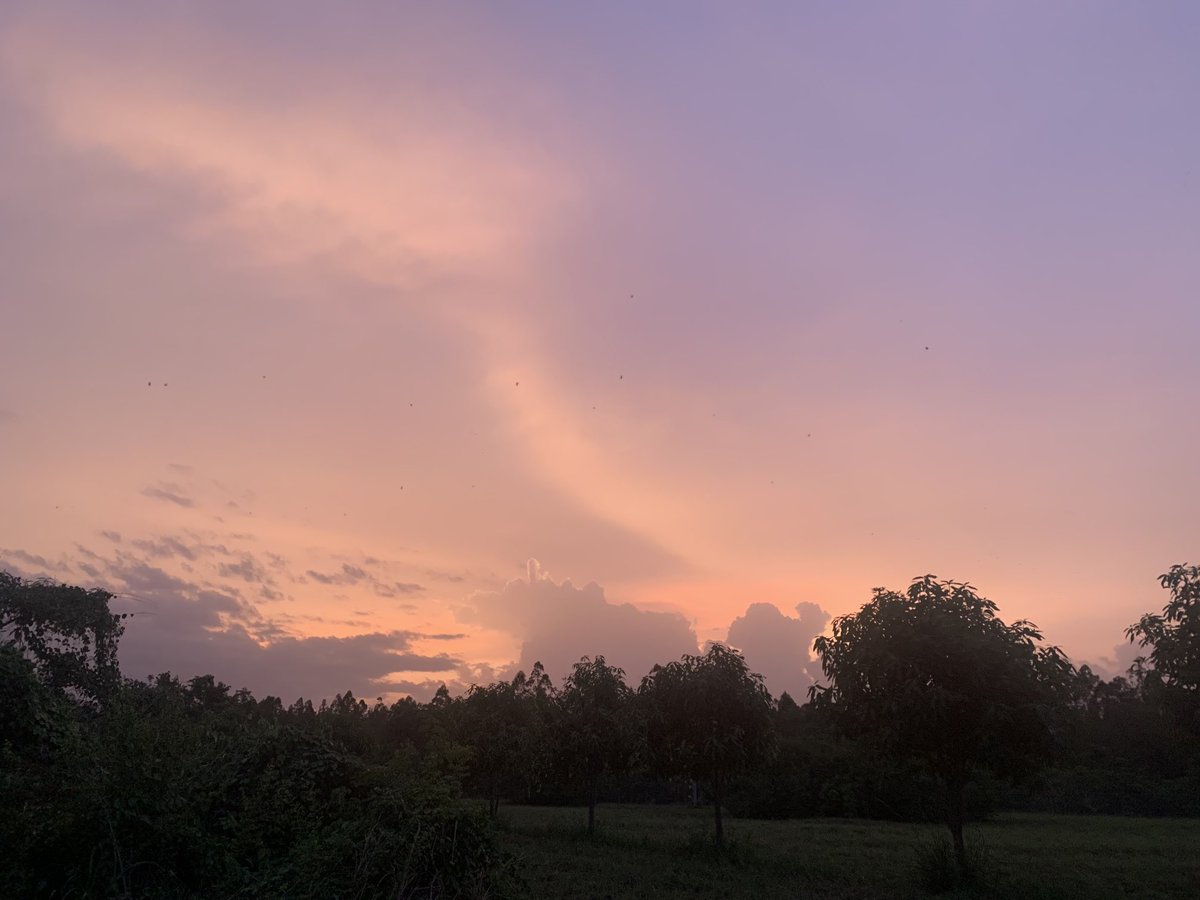 Last evening in Atebubu, back to Kumasi tomorrow. The black specs are fruit bats that are leaving their roosts in the Eucalyptus plantations 🦇🌳🇬🇭