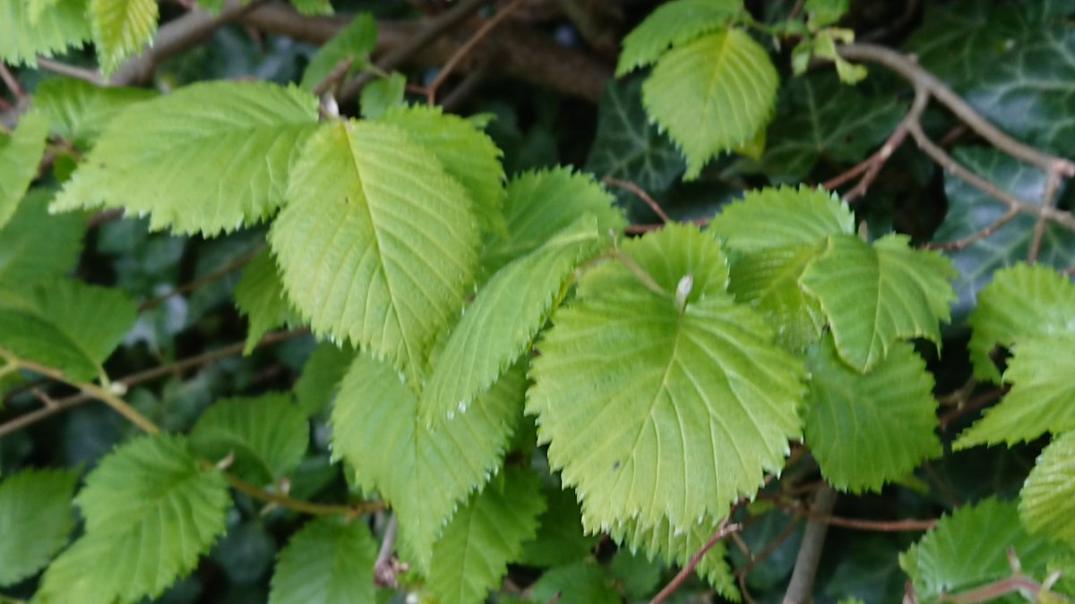 Some of the highlights on our final day on #RouteZero from Iford to Peacehaven
#walking #spring #nature #trees