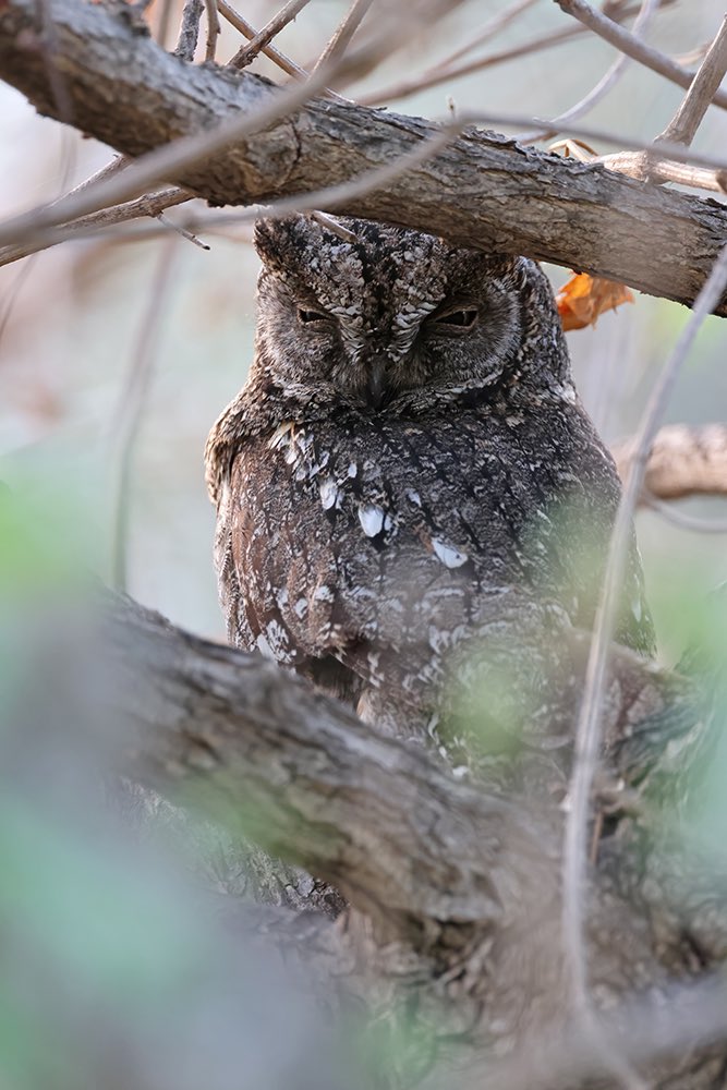 Just back from a short trip to Cyprus with @JLowenWildlife where we enjoyed some stunning views of a wonderful endemic Cyprus Scops Owl over a couple of days and nights.