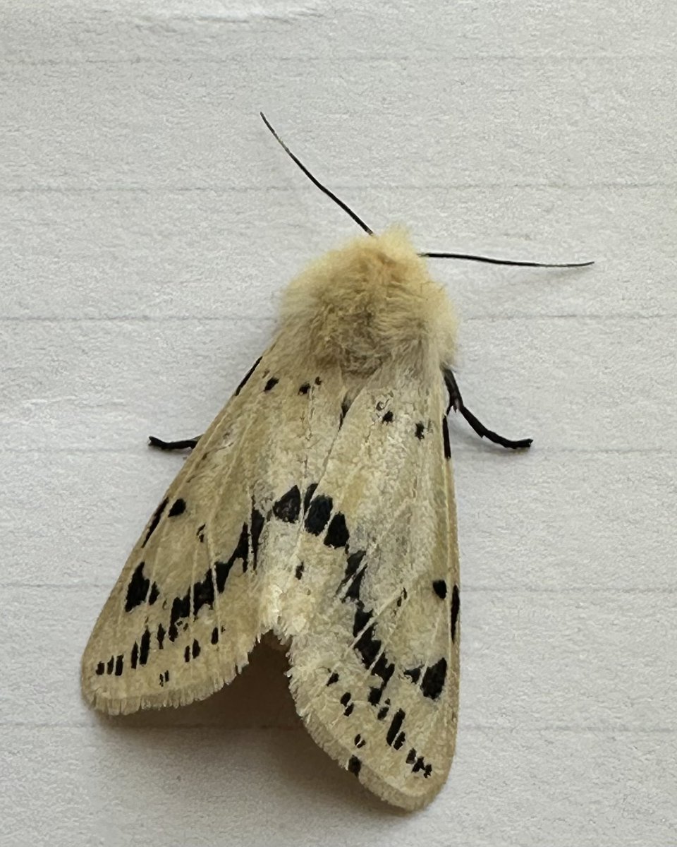 New visitor to the office this morning, Buff Ermine #mothsmatter @savebutterflies @BC_Lincolnshire @LincsNaturalist @LincsWildlife