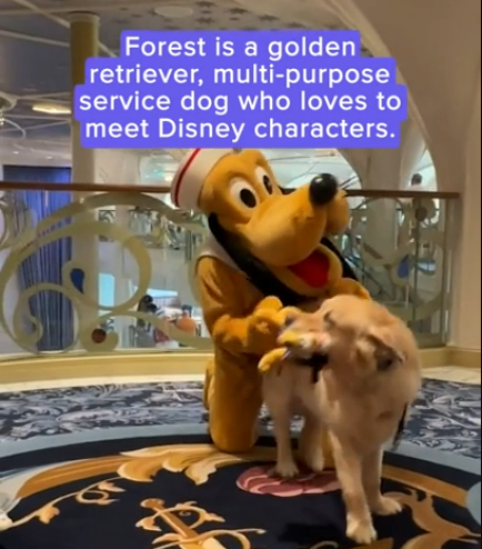 #FurbabyFriday - Ashton McGrady and her #ServiceDog, a golden retriever named Forest, have gone viral for this adorable encounter with Pluto on a @DisneyCruise Line ship: ow.ly/n8TI50RkcwP #Accessibility #GoldenRetrievers #DisneyCruiseLine #DisabilityInclusion @USATODAY