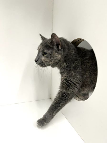 Meet Evie, the delightful darling with a heart of gold! At 10 years young, Evie is searching for her forever home. Though tad bit shy at first Evie’s affection blossoms into a symphony of purrs with just a gentle pet. Come discover the magic of Evie’s love at Pet Supply Plus in