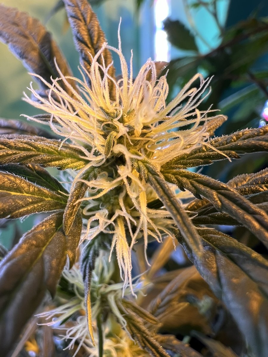 As of 4:19 “Business as usual”, I will be adding more & more pictures of my own flower & bud in all of my work. 🙂💨💨💨😎

#marijuana #cannabis