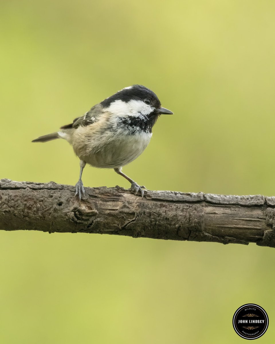 'Captured a mesmerizing moment last week at Pennington Flash! 📸✨ This coal tit struck a pose in the most glorious light, showcasing nature's beauty at its finest. Feeling grateful for these enchanting encounters amidst the serene surroundings. @UKNikon @Natures_Voice @_BTO