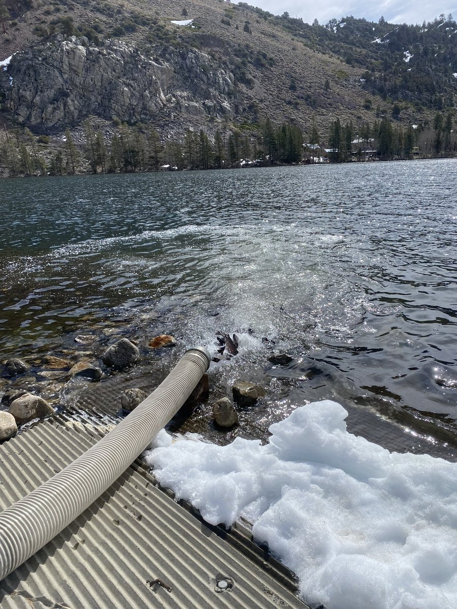 Fish stocking is currently underway! 🐟 🐟 🐟 (All photos from April 19th, 2024!) 🎣 We stock $100,000 worth of trophy trout each year. We’ll have another large stocking on April 23rd. Our waters will be full of trout for the opening day of fishing season on April 27th!!