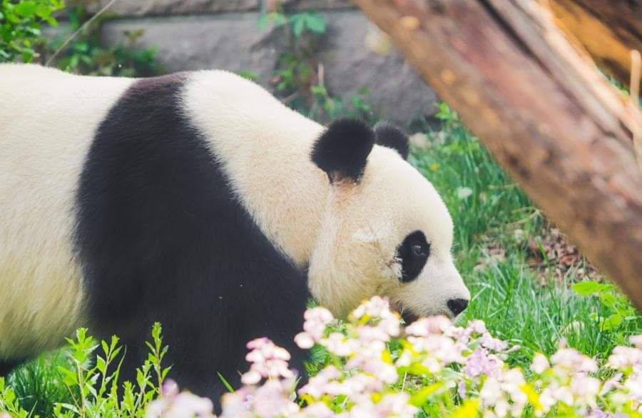 In the capital of China, Beijing the giant Panda Pai Tian is enjoying the spring season, strolling among the flowers
#panda #ShoaibSiddiquiPP149Rally #RealLondonPlan #JummahMubarak #pagalniazi