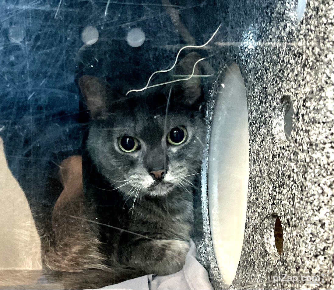 Client came into ACC to surrender her deceased neighbor's cat Simone. Client stated her neighbor who lived alone passed away this week and left behind her cat. Please click on link for full details. facebook.com/photo?fbid=843…