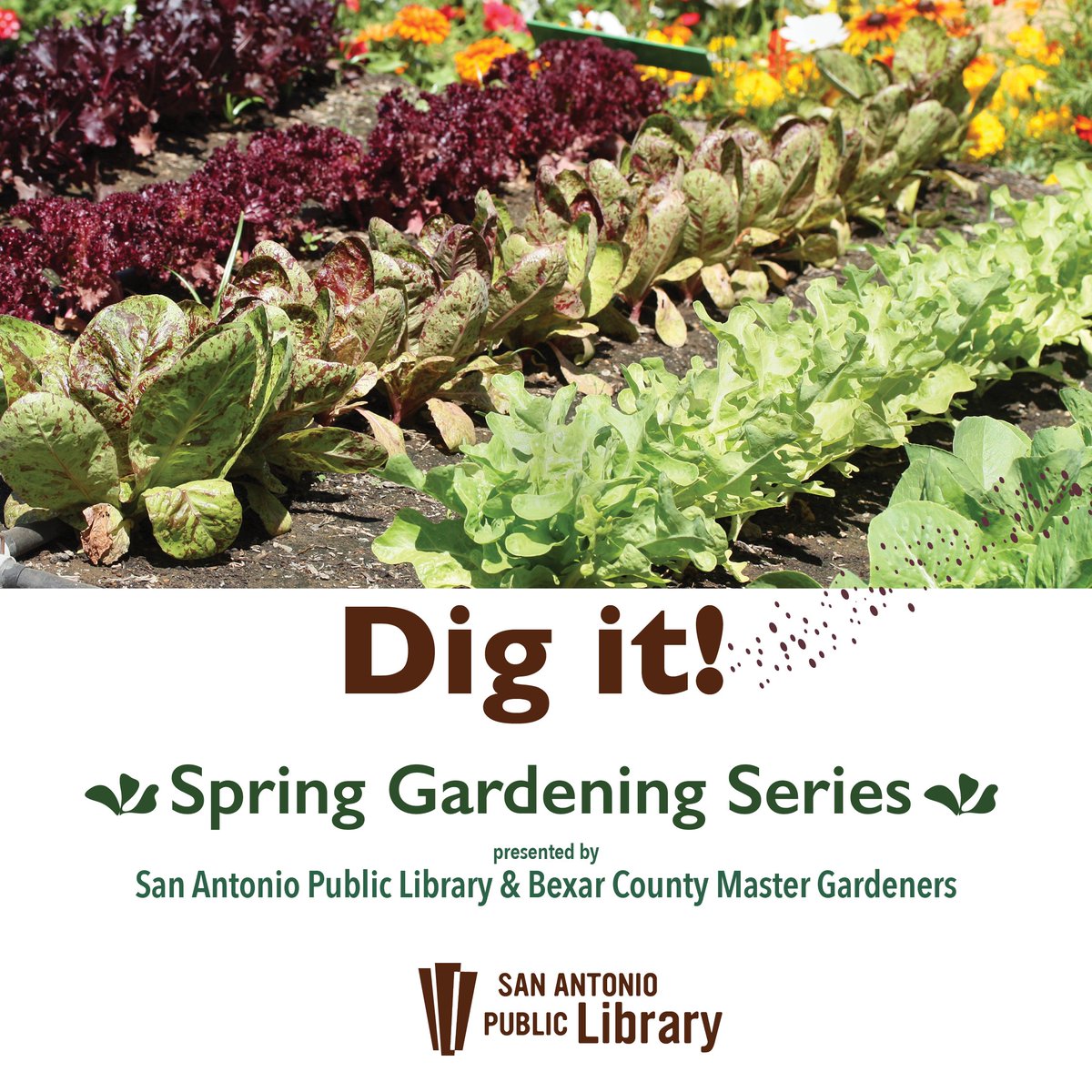Join us & the Bexar County Master Gardeners for an enriching gardening experience at multiple libraries. Learn from local experts about spring and summer gardening topics, and take the opportunity to consult with a master gardener. 🌻🌱 Learn more: 🔗 mysapl.org/Events-News/Ev…