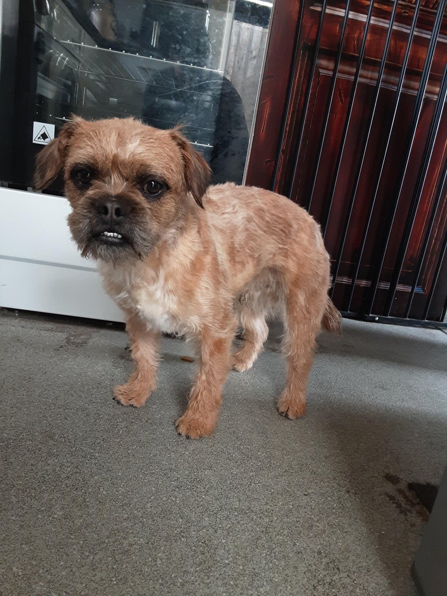 Please retweet to HELP FIND THE OWNER OR A RESCUE SPACE FOR THIS STRAY DOG FOUND #MILTONKEYNES #BUCKINGHAMSHIRE #UK Found April 16, BORDER TERRIER MIX, male, chip unregistered, adult. Now in a council pound for 7 days, he could be missing or stolen from another area, please